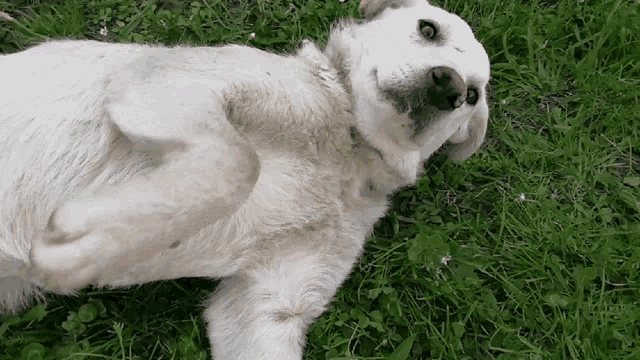 Dog Doggo GIF - Dog Doggo Wave GIFs