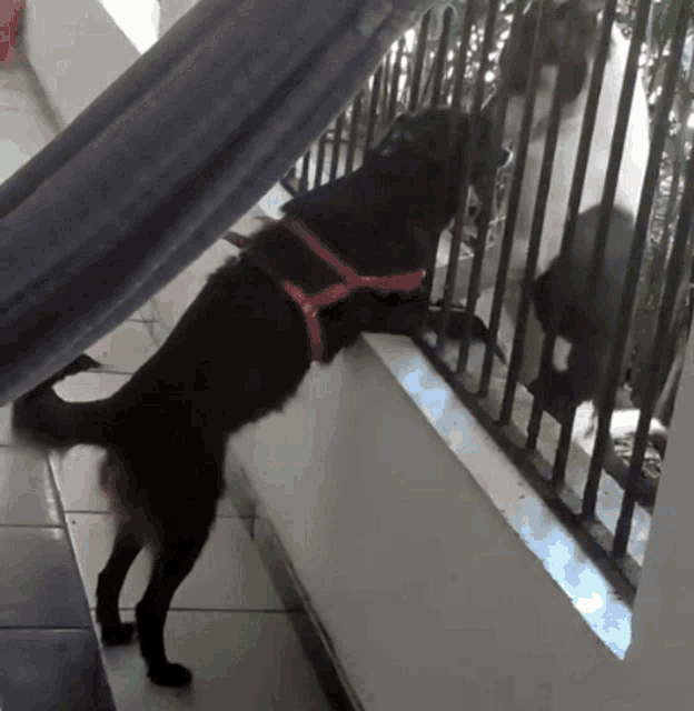 a black dog wearing a red harness is standing on a wall
