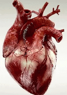 Corazon Amor GIF - Corazon Amor Heart GIFs