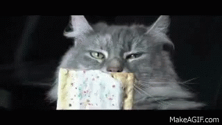 Olanrogers Starscream GIF - Olanrogers Starscream Cat GIFs