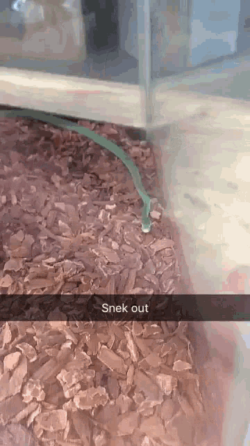 Rough Green Snake Speedy GIF