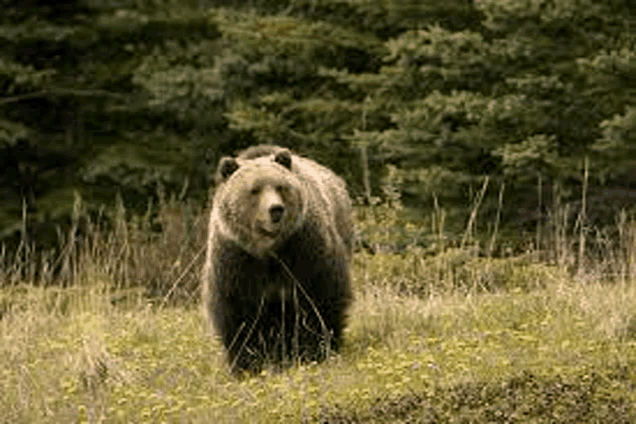 a grizzly bear is standing in a field of tall grass .