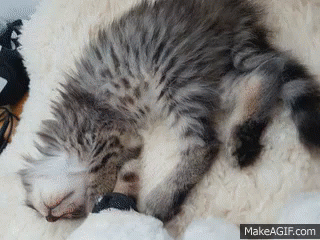 Kitten Cute GIF - Kitten Cute Funny GIFs