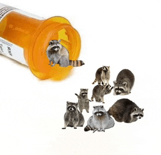 a group of raccoons are gathered around a bottle of pills