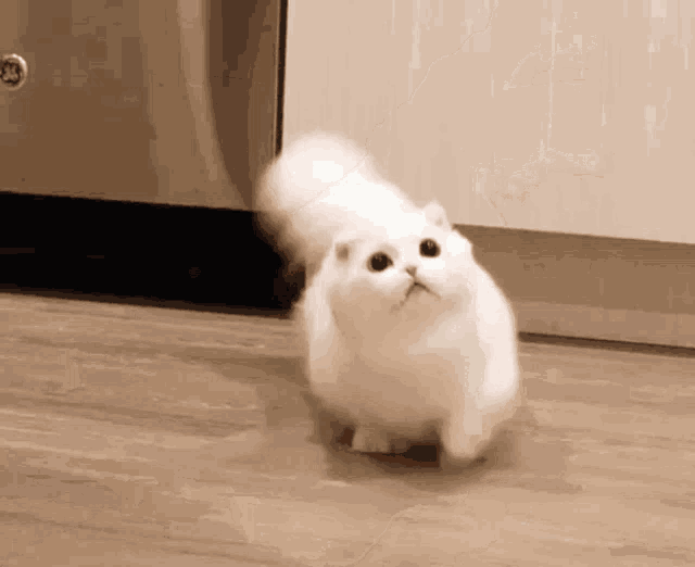 a white cat is walking on a wooden floor in front of a stainless steel refrigerator