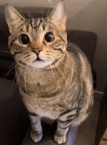 a cat is sitting on a couch looking at the camera