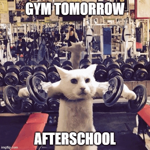 a white cat is lifting dumbbells in a gym with the caption " gym tomorrow afterschool "