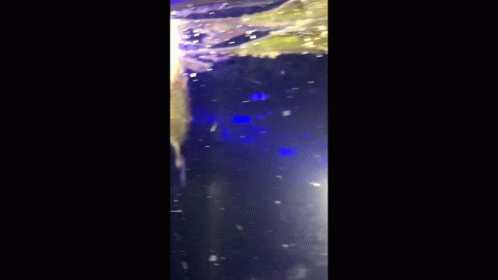 Fish Aquarium GIF - Fish Aquarium Floating GIFs