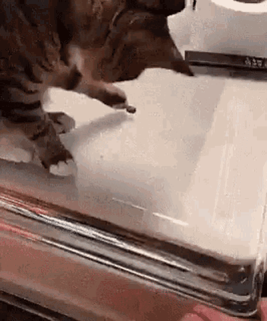 Cat Play GIF - Cat Play No GIFs