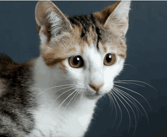 a close up of a calico cat 's face looking at the camera