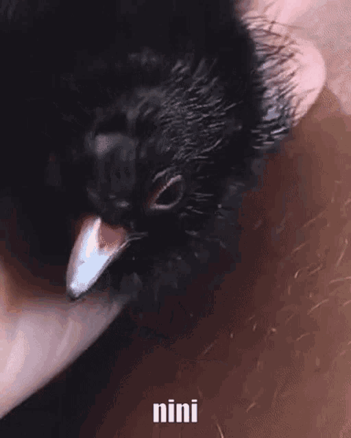 a close up of a person holding a small black bird with the word nini written on the bottom