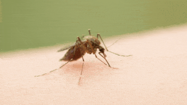 a mosquito is crawling on a person 's arm