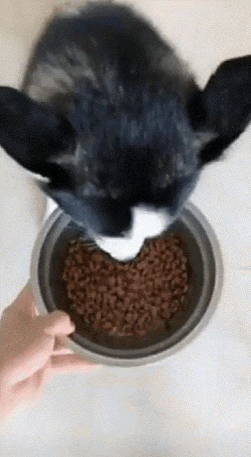 Eating Dog GIF - Eating Dog Dog Food GIFs