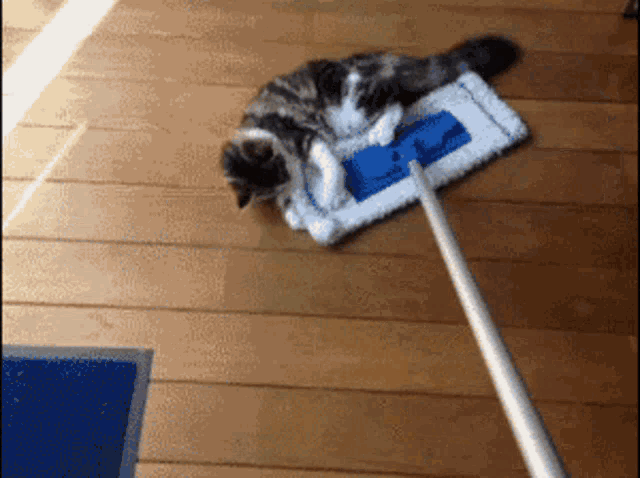 Cat Swiffer GIF - Cat Swiffer Clean GIFs