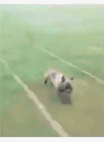 Pug Dog GIF - Pug Dog Slide GIFs
