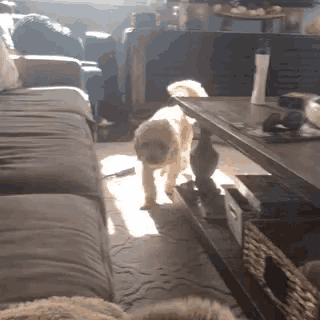 a dog is standing on a couch next to a coffee table in a living room