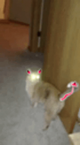 Devil Satan GIF - Devil Satan Evil Cat GIFs