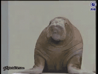 a gif from gifparadise.com is shown