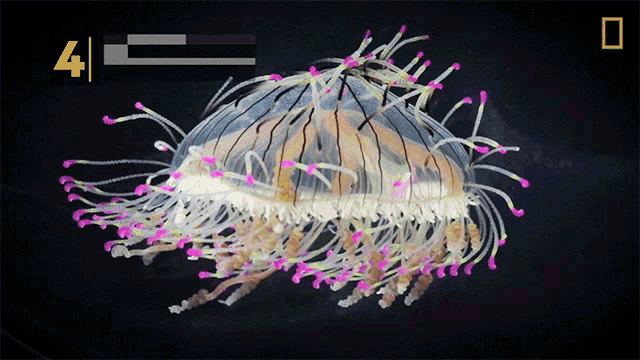 Jellyfish Are95percent Water National Geographic GIF - Jellyfish Are95percent Water National Geographic Float GIFs