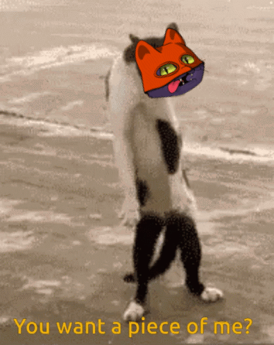 Cat Cats GIF - Cat Cats Mars Cats Voyage GIFs
