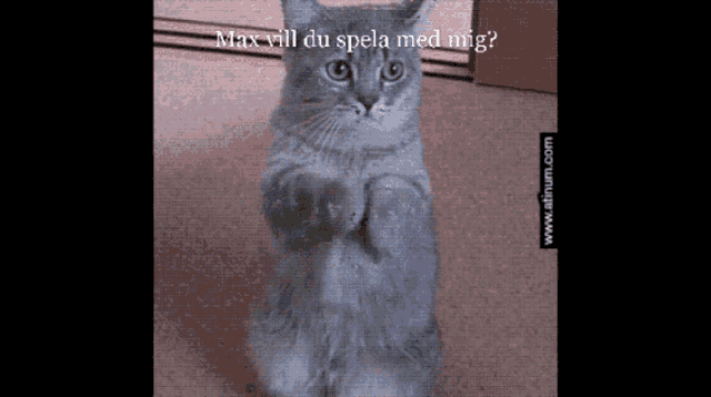 a gray cat standing on its hind legs with the words max vill du spela med mig written above it