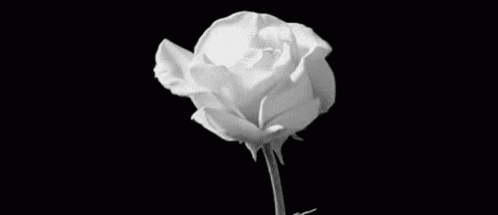 Rose White Rose GIF - Rose White Rose Bloom GIFs