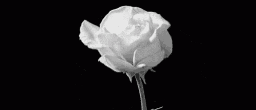 a close up of a white rose on a black background .
