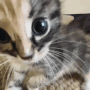 Cat Yummy GIF - Cat Yummy GIFs