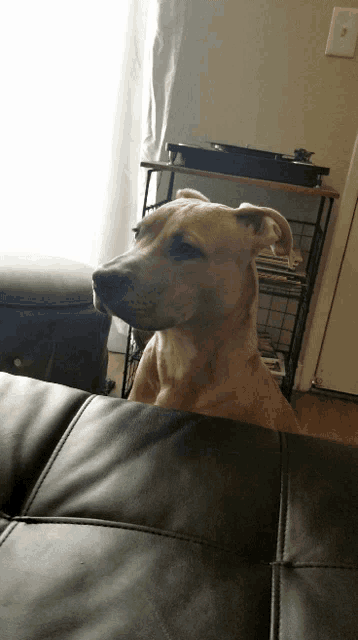 a dog is sitting on a couch and looking to the side