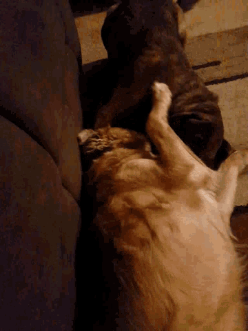 a dog and a cat are playing on a couch