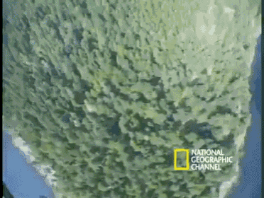 View From The Top GIF - Forest Nature Aroundtheworld GIFs