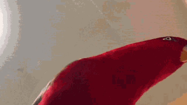 a person is holding two guns in front of a red parrot that says give .