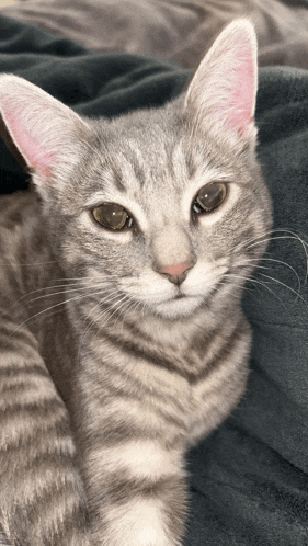 a close up of a cat with a pink ear