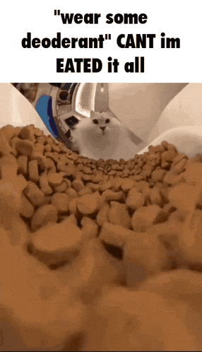 a cat is looking down at a pile of dog food and says " wear some deodorant cant im eaten it all "