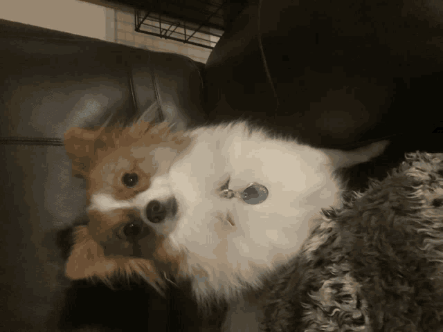 a small brown and white dog is laying on a couch