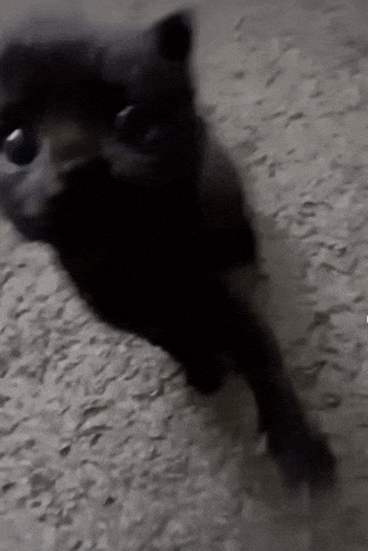 a black cat is laying on a carpet looking at the camera