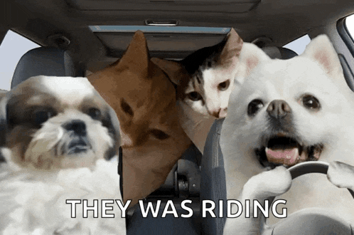 a dog and two cats in the back seat of a car with the words they was riding
