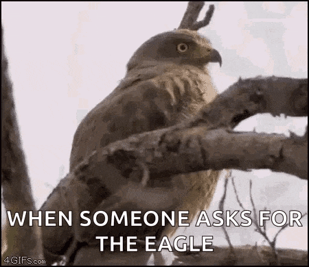 a bird is perched on a tree branch with the words `` when someone asks for the eagle '' .