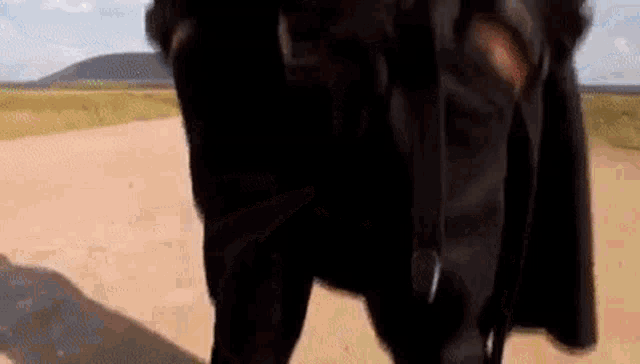 a person is walking down a dirt road with a black cow .