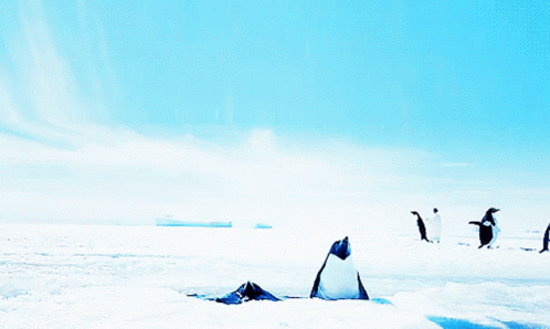 Penguins Fly GIF - Penguins Fly Snow GIFs