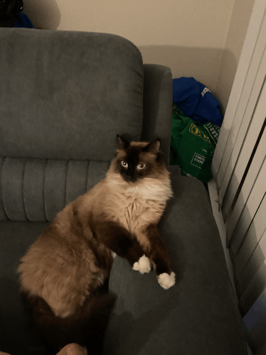 My Kitty Meme - My kitty - Discover & Share GIFs