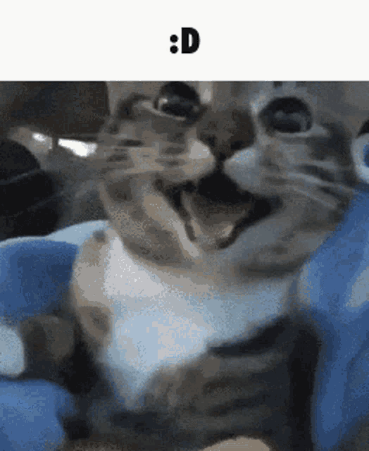 Cat Angry GIF - Cat Angry Cute - Discover & Share GIFs