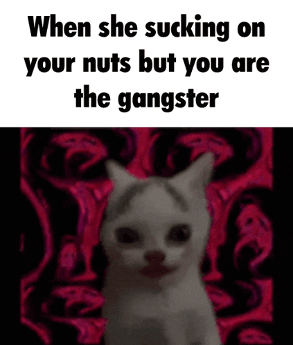a picture of a cat with the words when she sucking on your nuts but you are the gangster