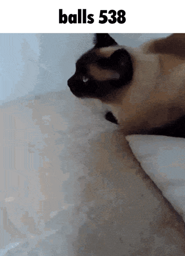 a cat is laying on a bed with the text balls 538 above it