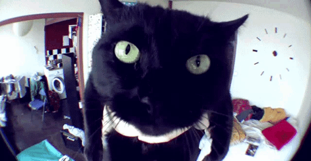 a black cat with green eyes looks at the camera