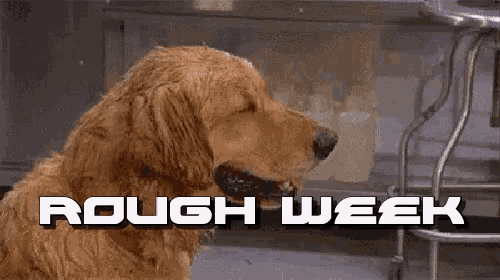 Rough Week Dogs GIF - Rough Week Dogs Funny GIFs