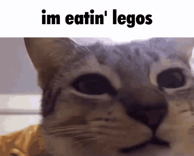Lego Cat GIF - Lego Cat Meme GIFs
