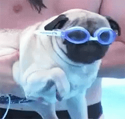 Pug Swim GIF - Pug Swim Swimming GIFs