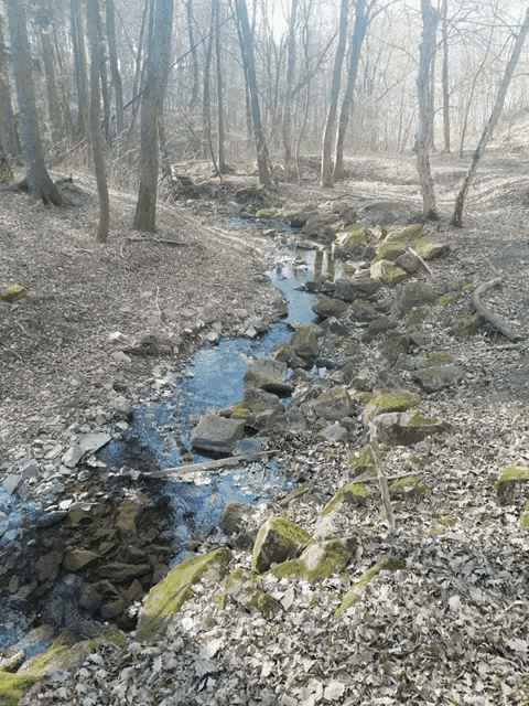 a stream runs through a forest with rocks and leaves