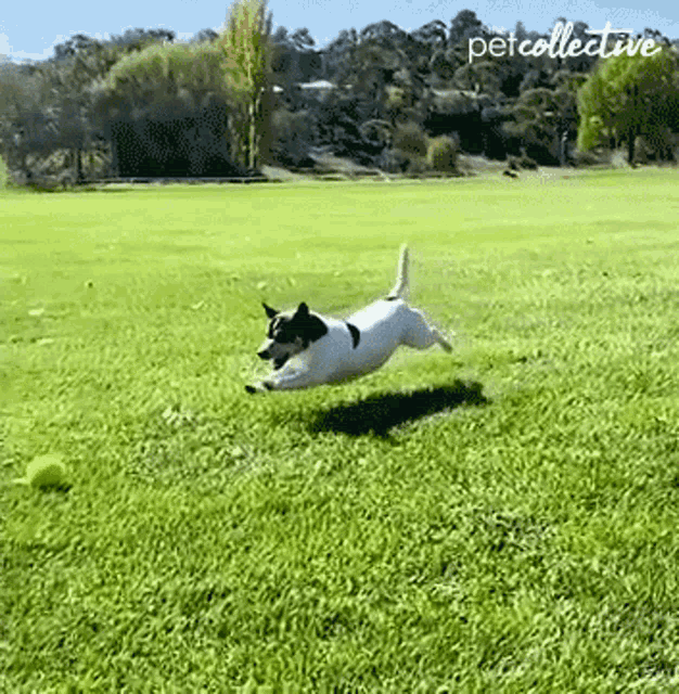 Fall The Pet Collective GIF - Fall The Pet Collective Fail GIFs